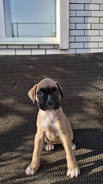 Щенки немецкого боксера