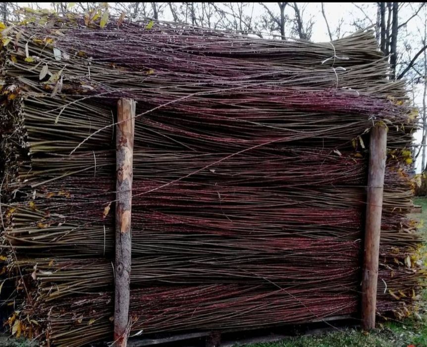 Wiklina sortowana od  160 cm -260 cm