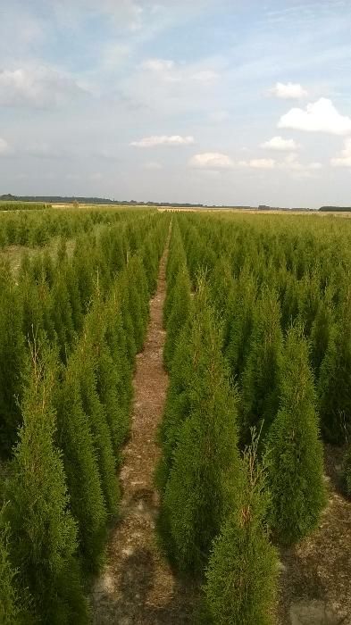 Thuja Tuja SMARAGD 120-140cm. 24zł/szt RABATY!!! PROMOCJA