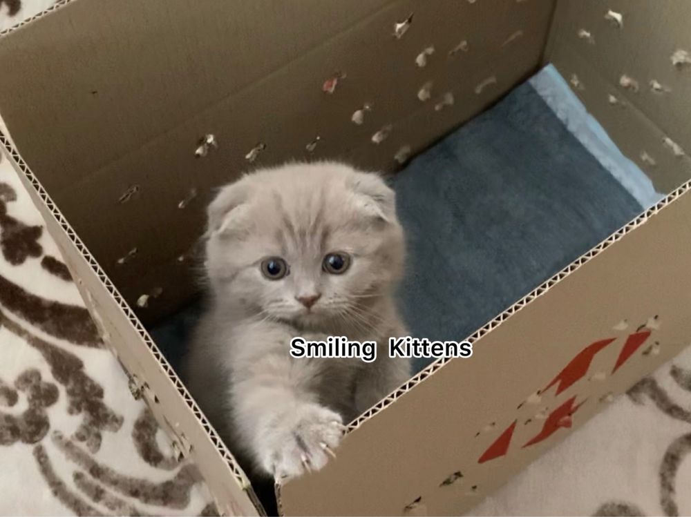 Кошенята рожевого відтінку