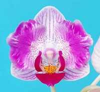 Орхидея бабочка мультифлора Pink Sunset Girl