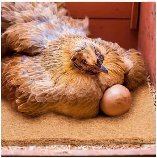 Almofadas Ninho Galinha Cânhamo Natural