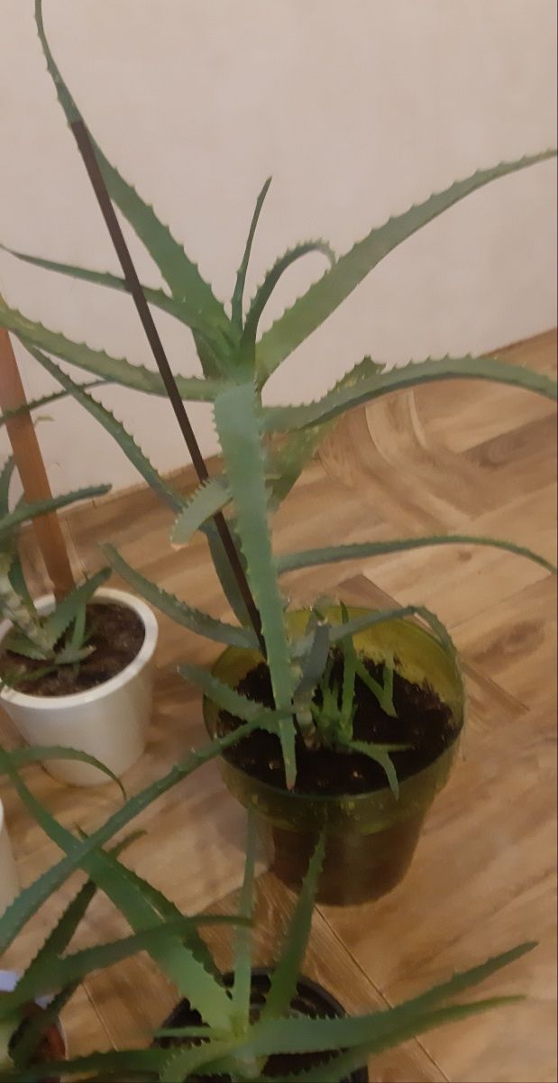 Aloes drzewiasty roślina lecznicza