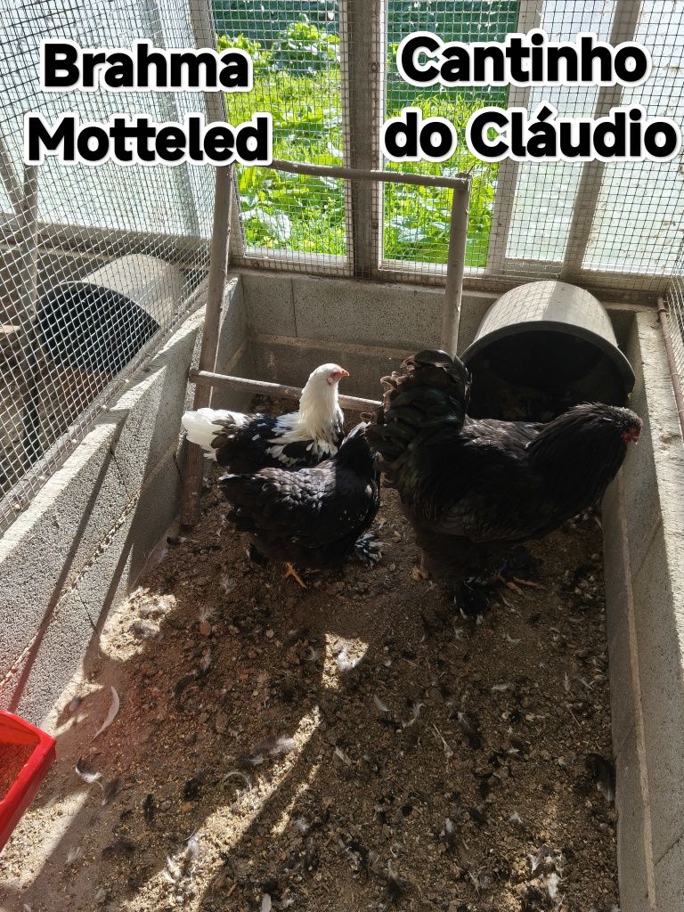 Ovos galados de galinhas de raça pura