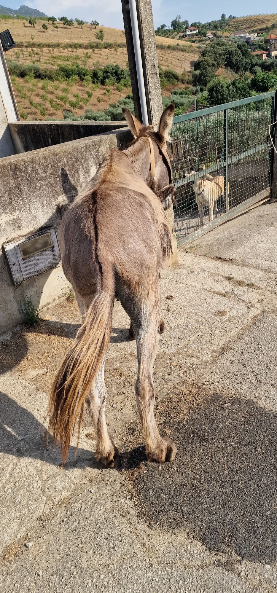 Burro capado 5 anos