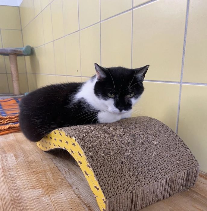 Kotka Meluzyna do adopcji od 4lat!!