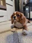 Cavalier piesek Bez wad
