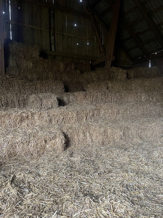 Słoma mała kostka baloty przeniczna jęczmionka