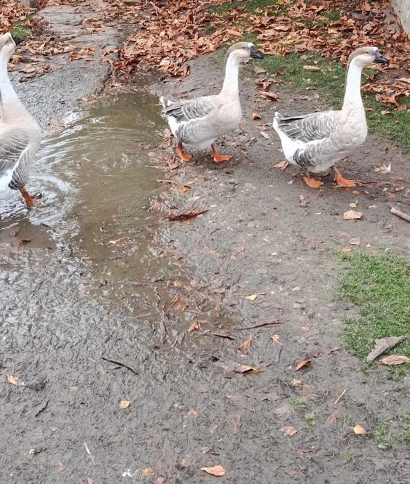 Gęsi 2 gąski jeden gęsior 2letnie kaczki biegusy i perliki