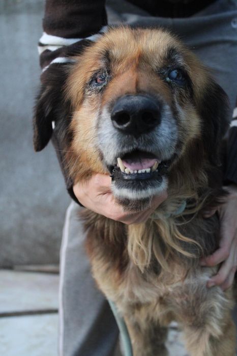 Cadela cega a precisar de ajuda