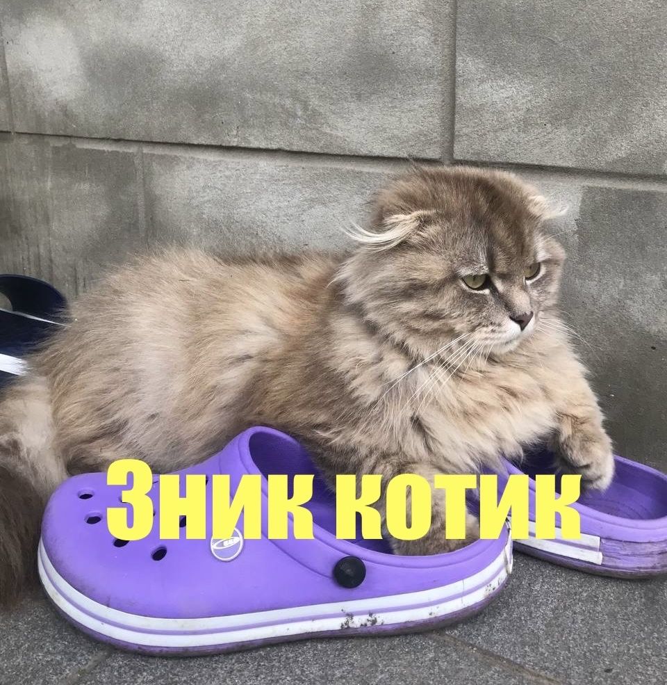 ВИНАГОРОДА 1000 грн за кота! Зник кіт. Шукаємо кота.