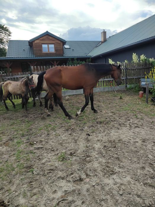 Klacz  , wałachy konik polski