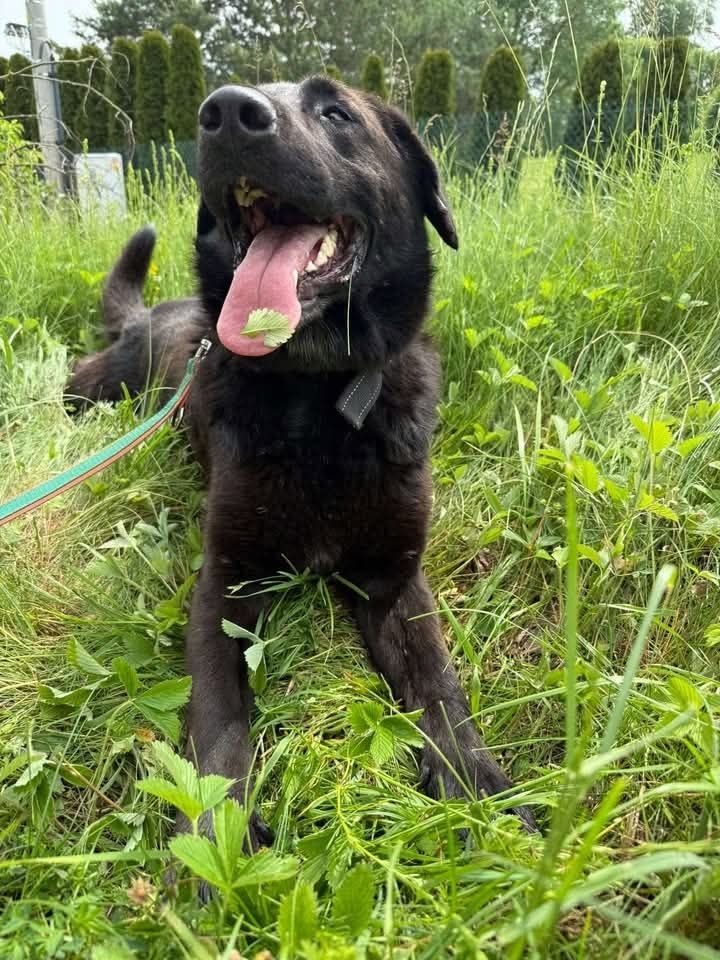 Cudowny Guru w typie labradora szuka domu!