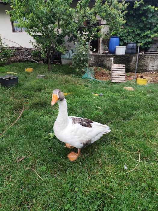 Sprzedam piękne Gęsi Kartuskie