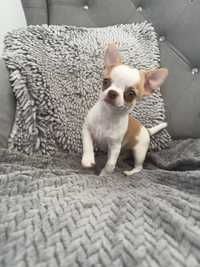 Chihuahua chlopczyk IVO