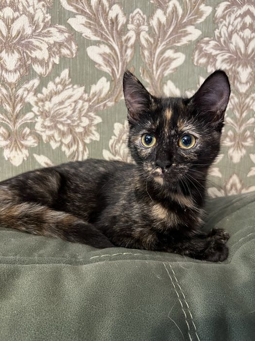 Котенок ищет семью