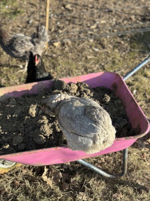 Jaja legowe kur z wolnego wybiegu, mix