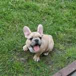 Buldog Francuski