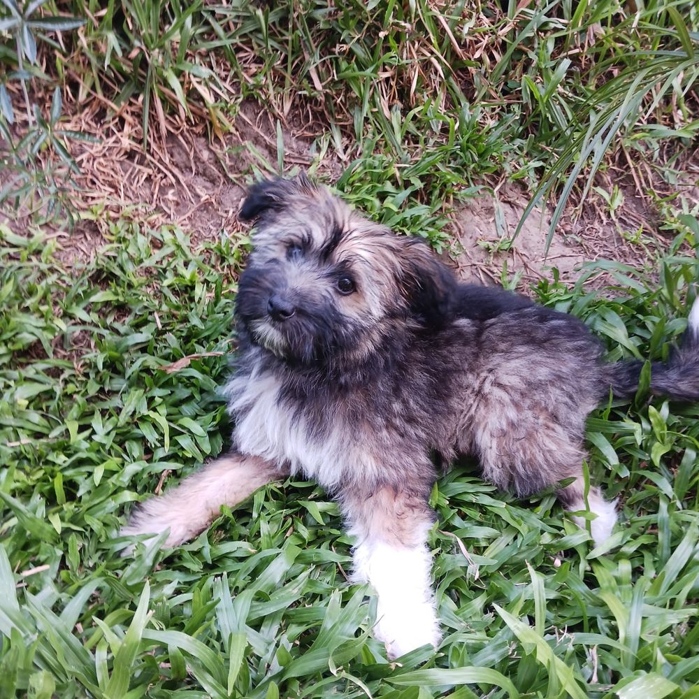 Emmy - 3 meses, porte pequeno (6kg)