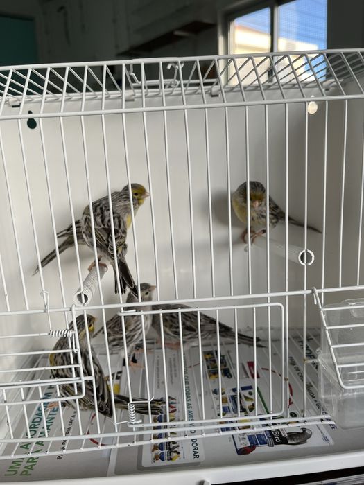 Canários - Ler Descrição