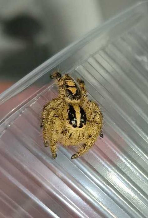 Skakun samiczki Hyllus diardi, piękne, GWARANCJA