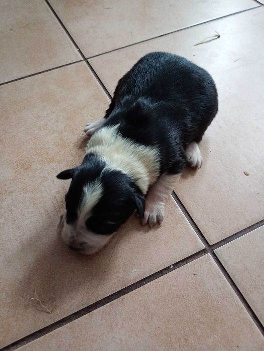 Dwie śliczne suczki