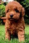 MALTIPOO ** maltipoo ** Hybryda ( Maltańczyk & Pudel Toy) **