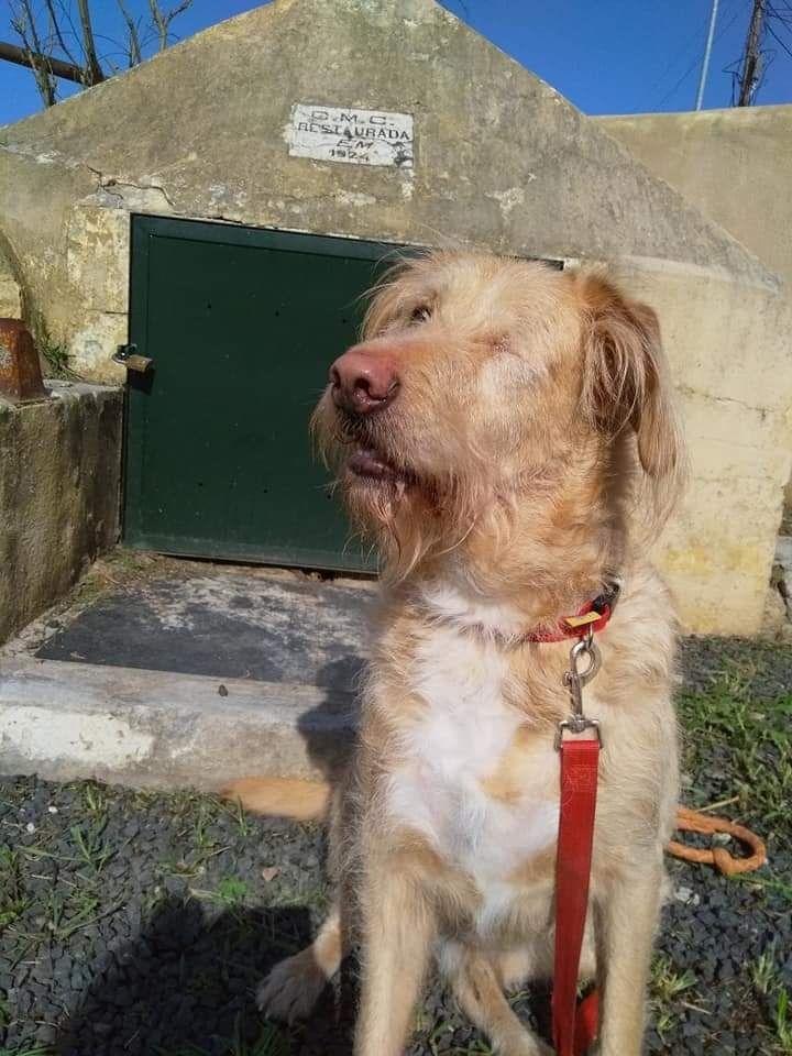 Marley, cão cego a precisar de ajuda