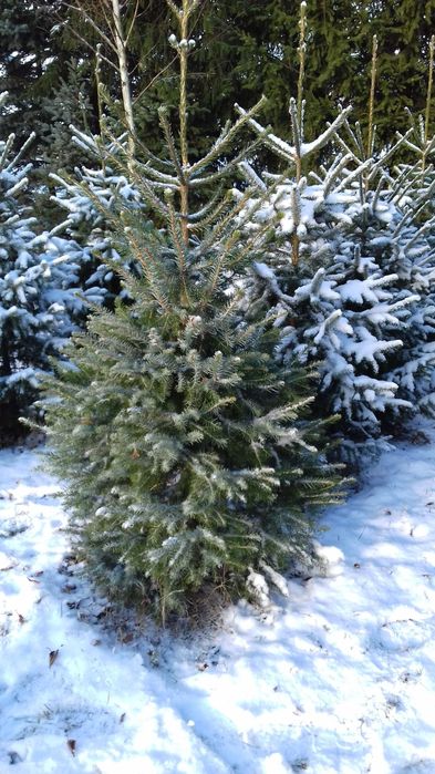 choinki świerk srebrny zielony pospolity  jodła