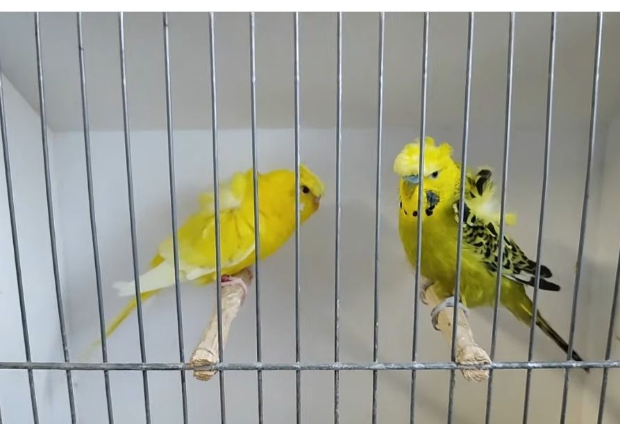 Periquitos australianos