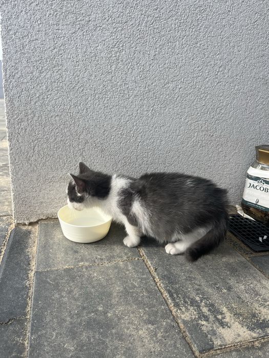 Oddam kotka w dobre rece