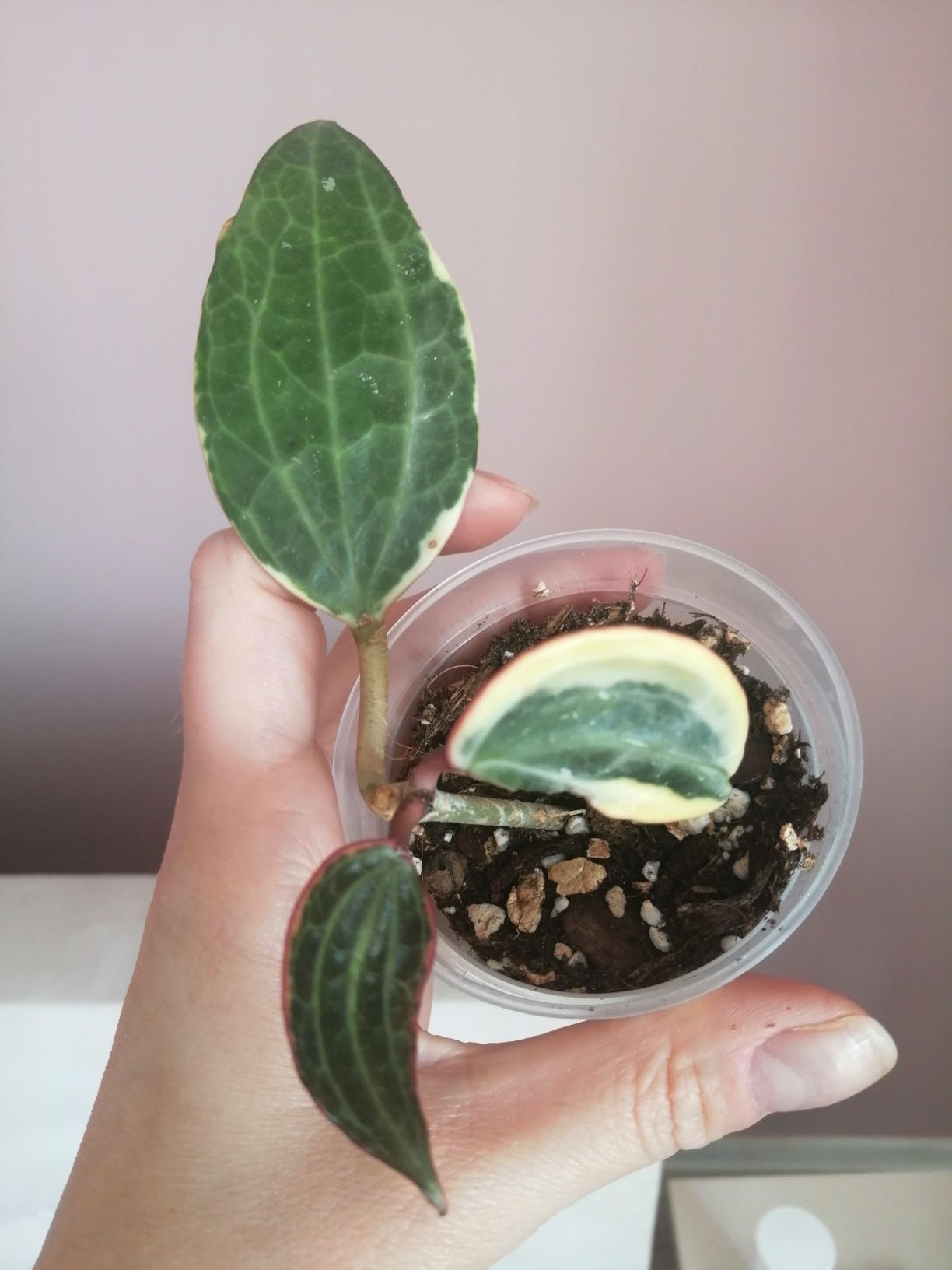 Hoya Macrophylla Albomarginata