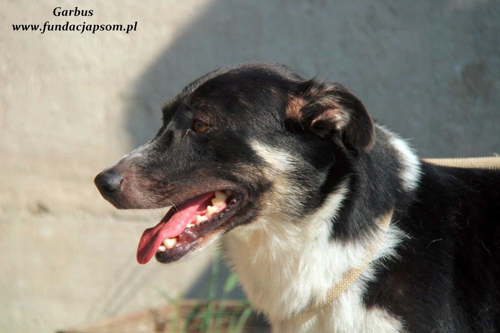 Garbus - spokojny psiak