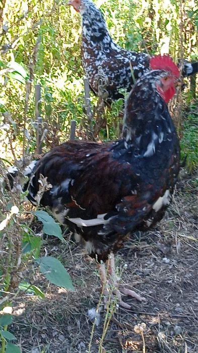 Продаю півнів лівенської-ситцевої породи 2022 року