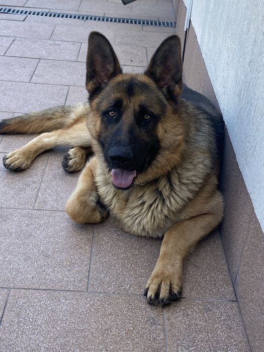 Вязка.Кобель німецькоі вівчарки .Договірна