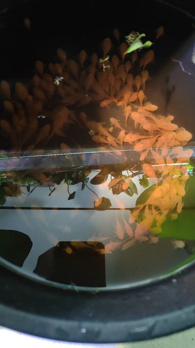 Zbrojnik złoty - Ancistrus  Glonojad Albinos, czerwone oczy