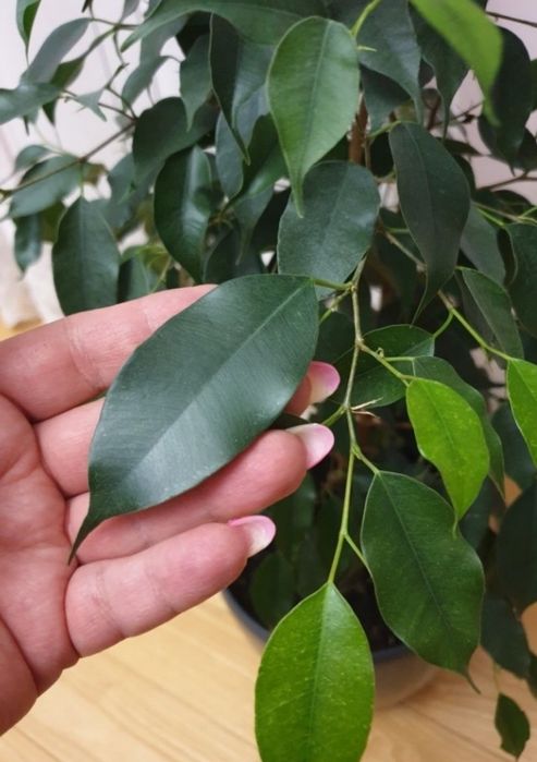 Кімнатні рослини в асортименті