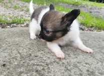 Chihuahua - szczeniak