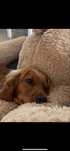 Otdam psa Cocker spaniel