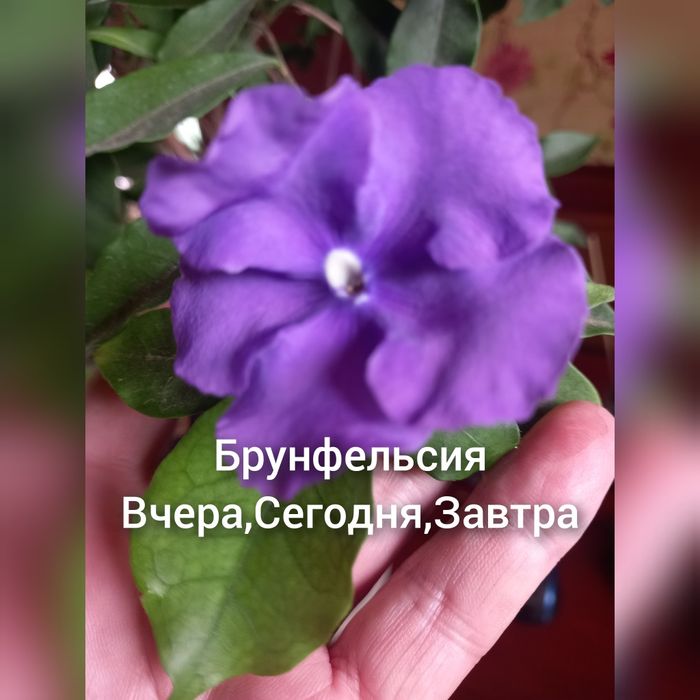 Брунфельсия"Вчера,сегодня,завтра",Дуранта