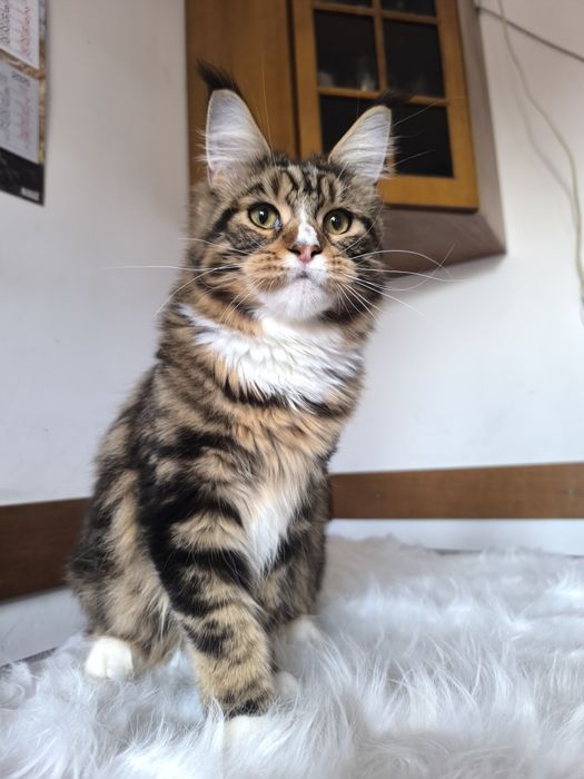 Piękna duża kotka szuka domu