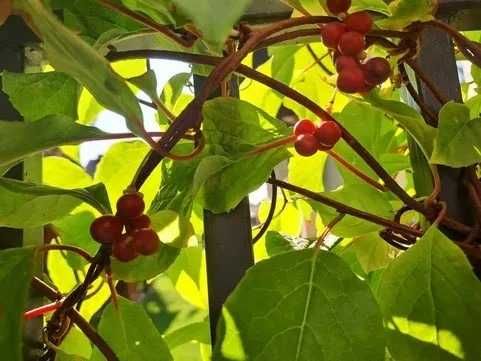 Cytryniec chiński - Sadzonka