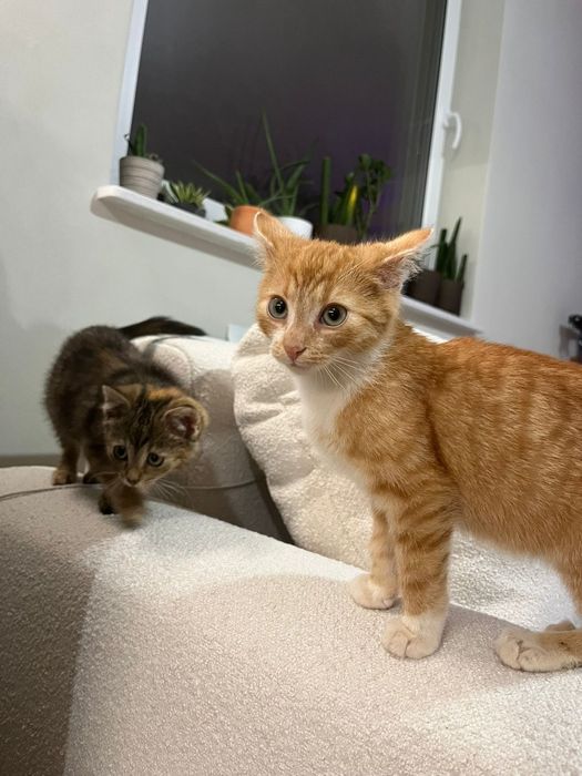 Franio i Jadzia około trzech miesięcy