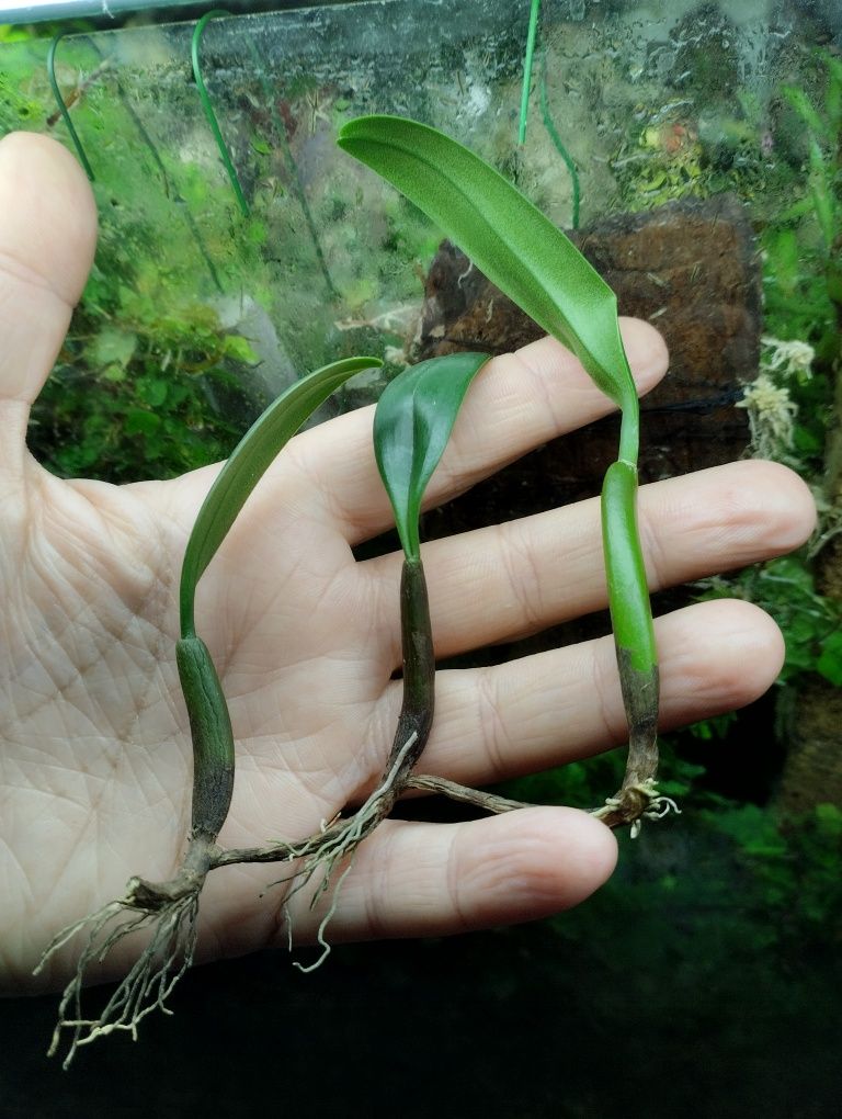 Мініатюрна орхідея Bulbophyllum ambrosia