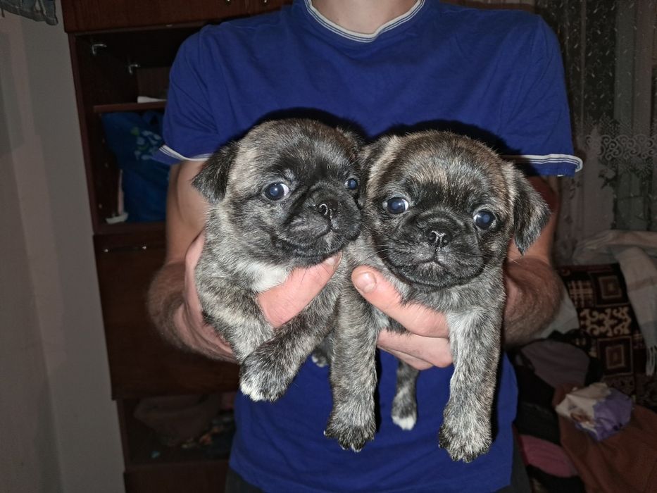 Продаю гарних песиків