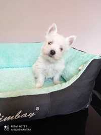 West highland white terrier piesek