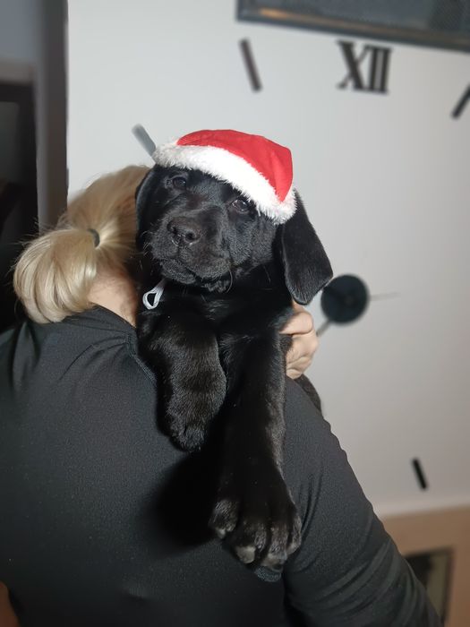Labrador Retriever szczenie Wspaniałej Budowy Po ojcu pochodzenia FCI