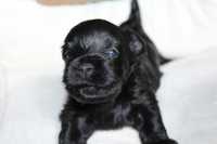 Mini piesek Yorkshire Terrier Black