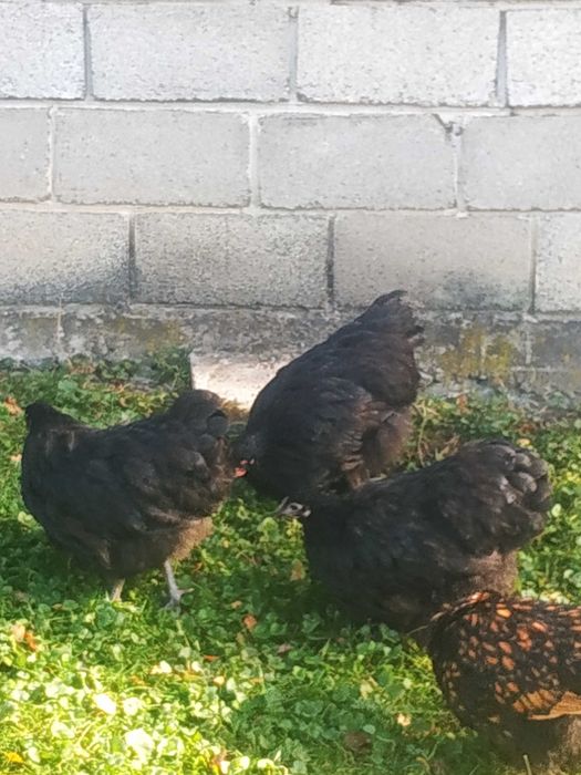 Продам кур орпінгтон