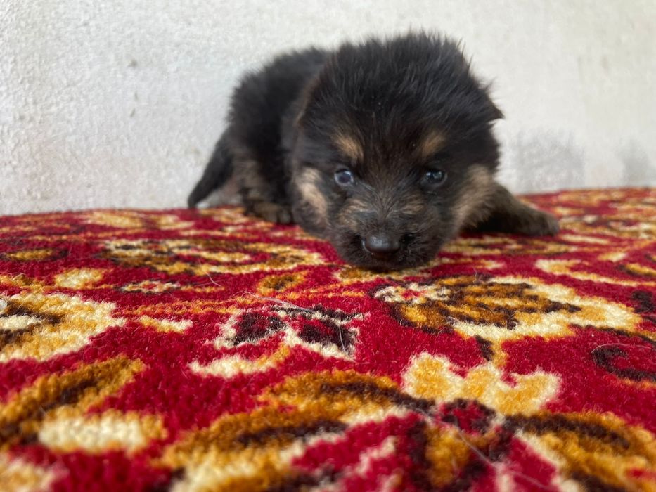 Pastor Lobeiro - macho